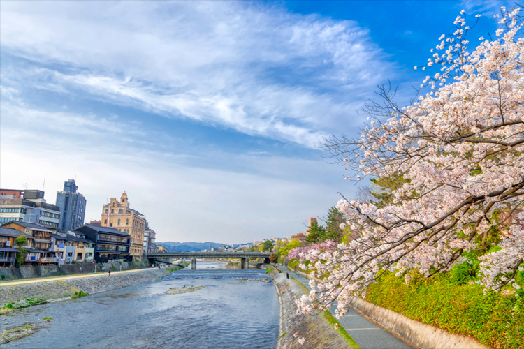 写真：鴨川の桜