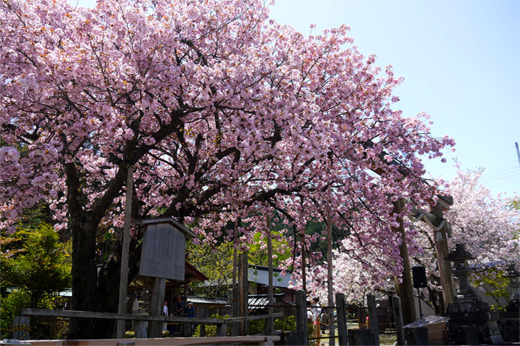 写真：